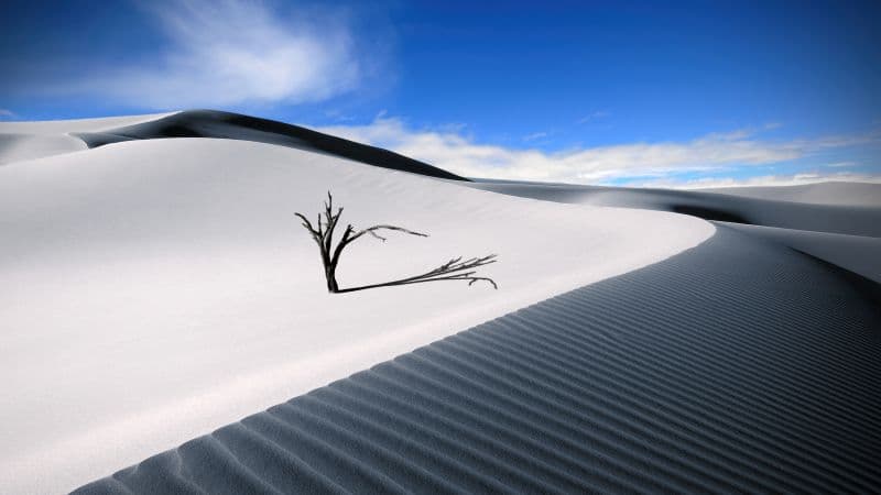 Sand Dunes Lone tree Wallpaper