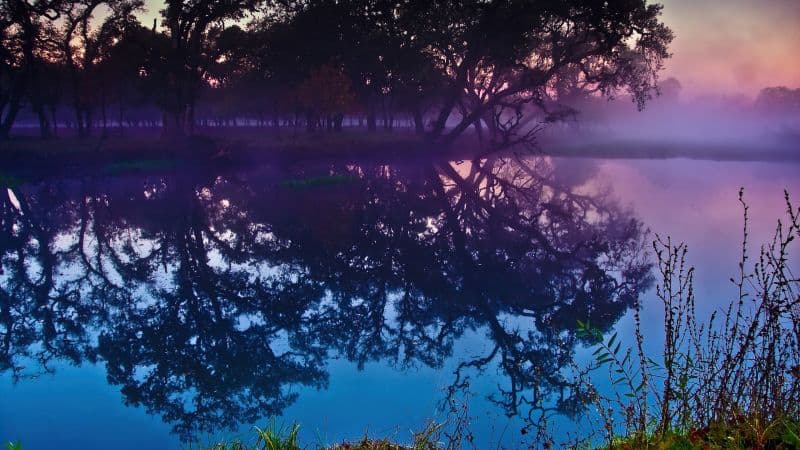 Laguna de Santa Rosa Trees Wallpaper