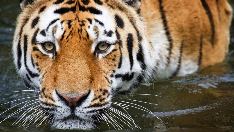 Tiger Zoo Wallpaper