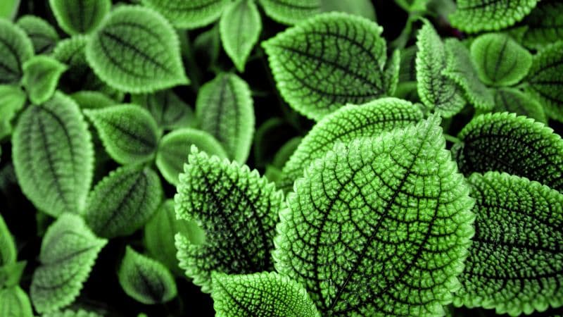 Green leaves Botanical garden Wallpaper