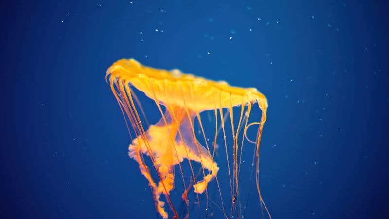 Jellyfish National Aquarium Wallpaper