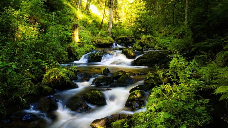 Black Forest Tropical forest Wallpaper