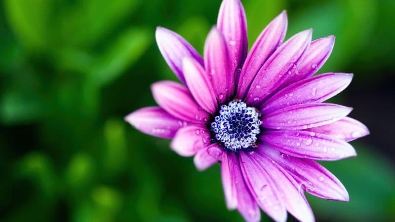 Pink Daisy Rain droplets Wallpaper