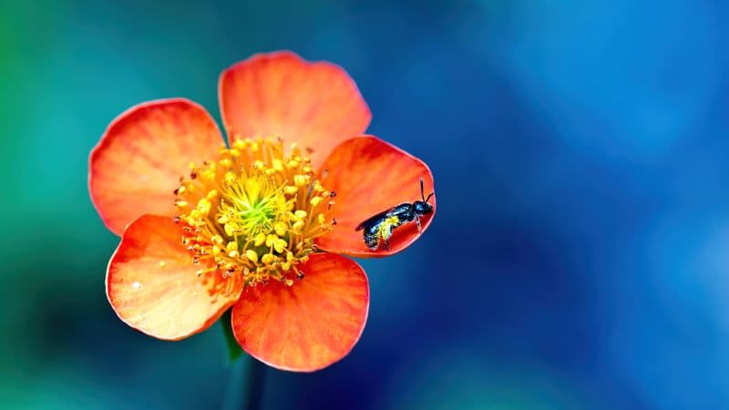 Bee Pollination Wallpaper