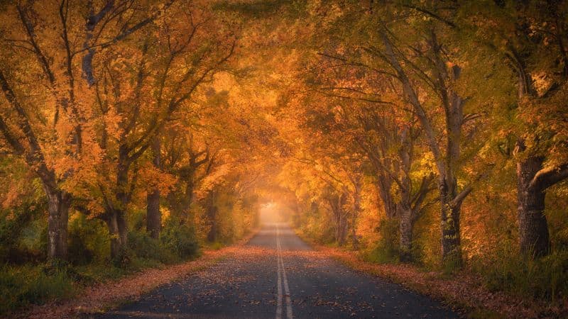 Autumn trees Road Wallpaper