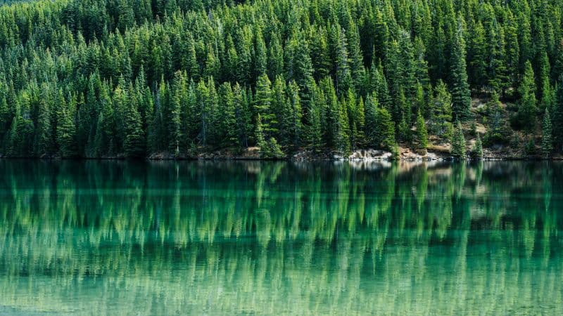 Green Trees Pine trees Wallpaper