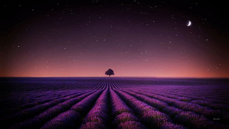 Lavender fields Solitude Tree Wallpaper