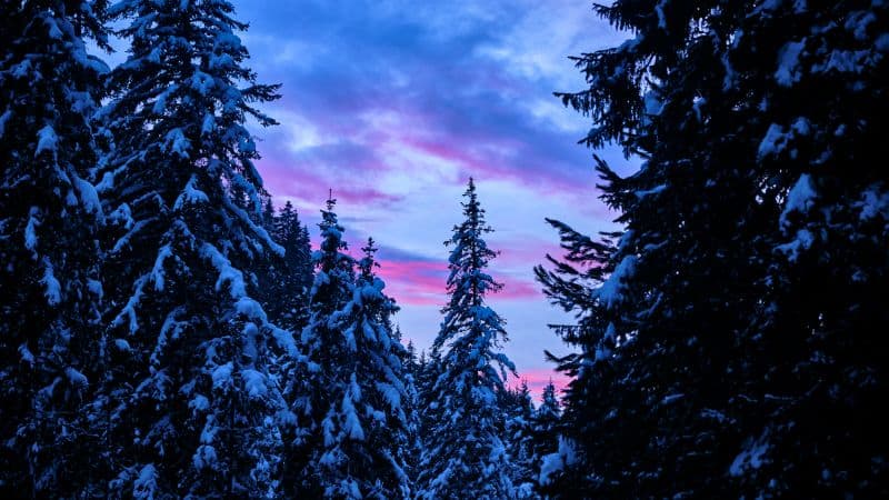 Snow covered Pine trees Wallpaper