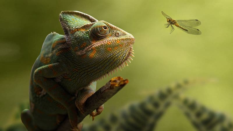 Chameleon Dragonfly Wallpaper