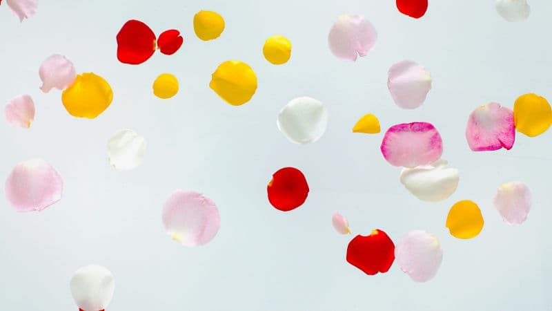 Colorful Petals Multicolor Wallpaper