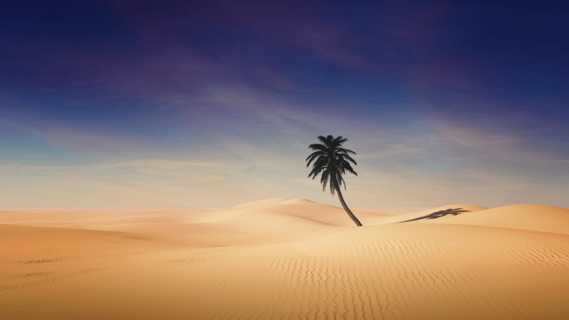 Palm tree Desert Wallpaper