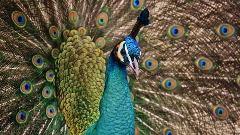 Peacock Bird Wallpaper