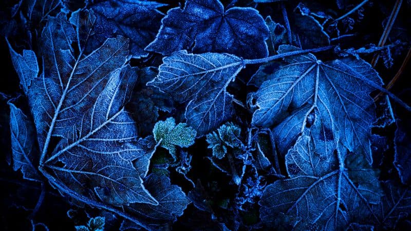 Frozen Leaves Foliage Wallpaper