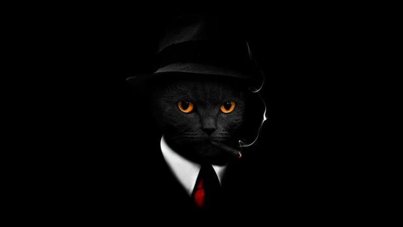 Black Cat Black background Wallpaper
