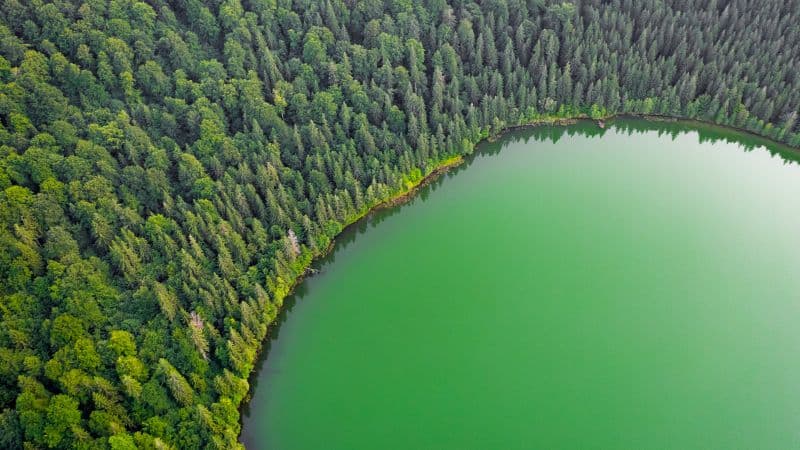Green Lake Green Trees Wallpaper