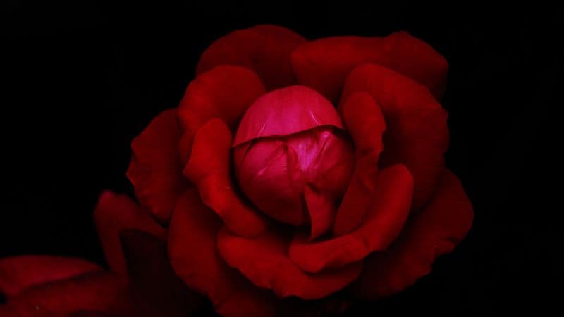 Hybrid tea rose Red Rose Wallpaper