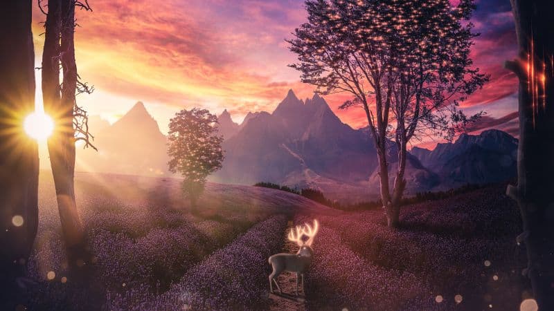 Deer Lavender fields Wallpaper