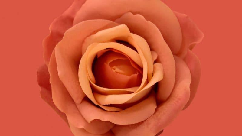 Orange Rose Blossom Wallpaper