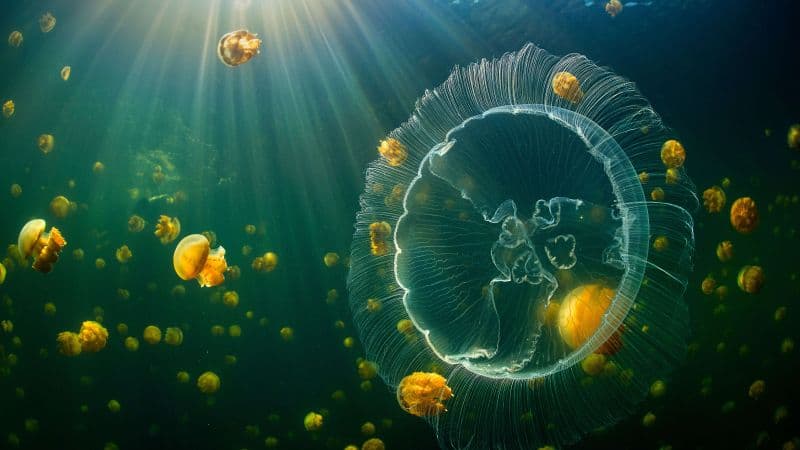 Jellyfish Raja Ampat Islands Wallpaper