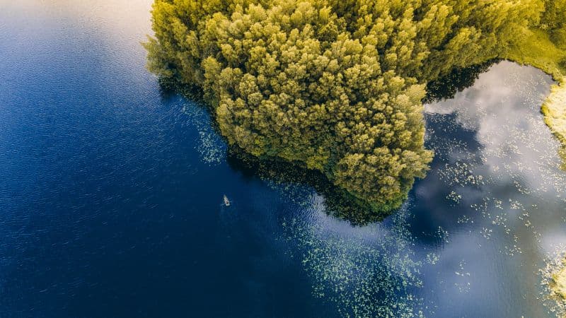 Green Forest Trees Wallpaper