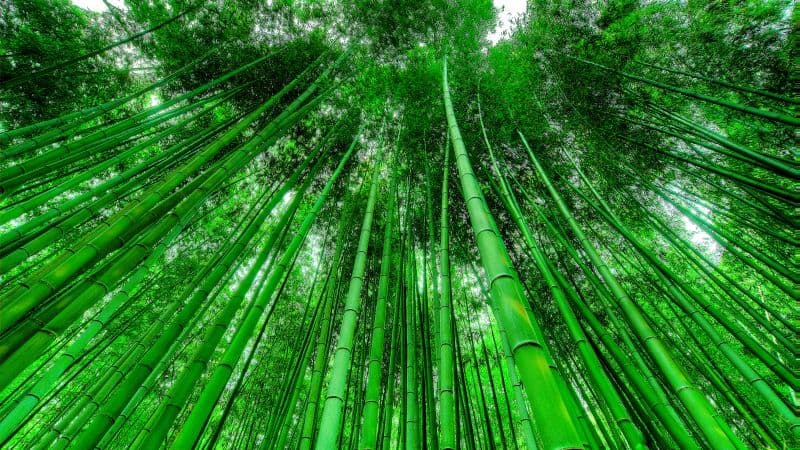 Bamboo Grove Green background Wallpaper