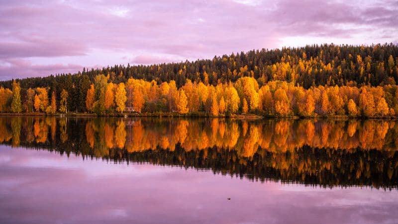 Autumn trees 8K Wallpaper