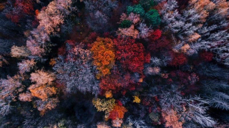 Autumn trees Aerial view Wallpaper