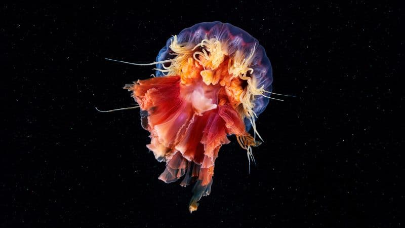 Jellyfish Cyanea capillata Wallpaper
