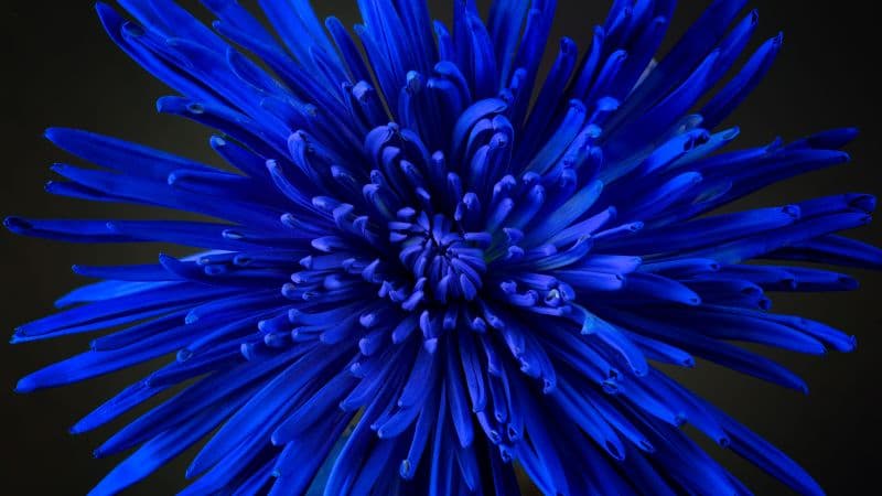 Blue flower Chrysanthemum Wallpaper