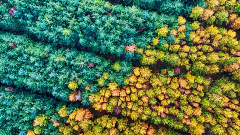 Autumn season Mamhead Forest Wallpaper
