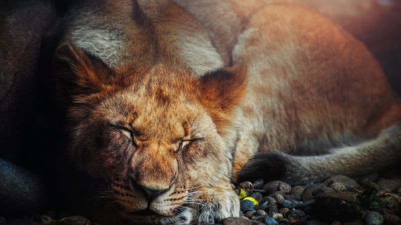 Sleeping Lion Big cat Wallpaper