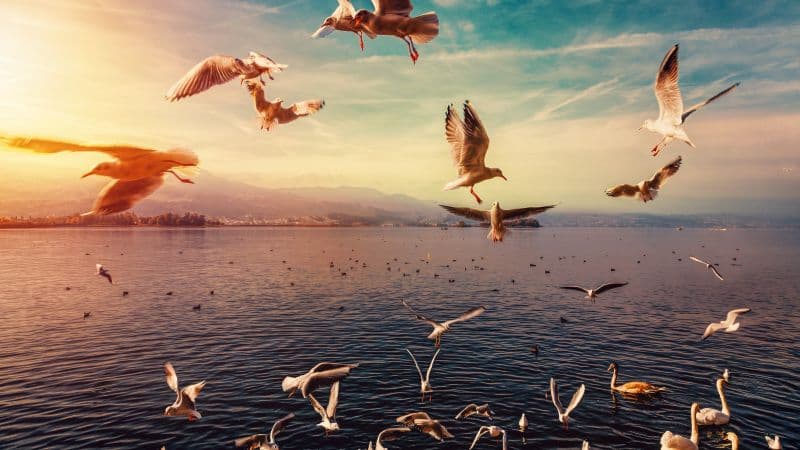 Seagulls Lake Wallpaper