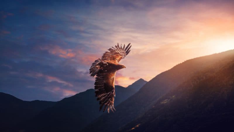 Eagle Sunset Wallpaper