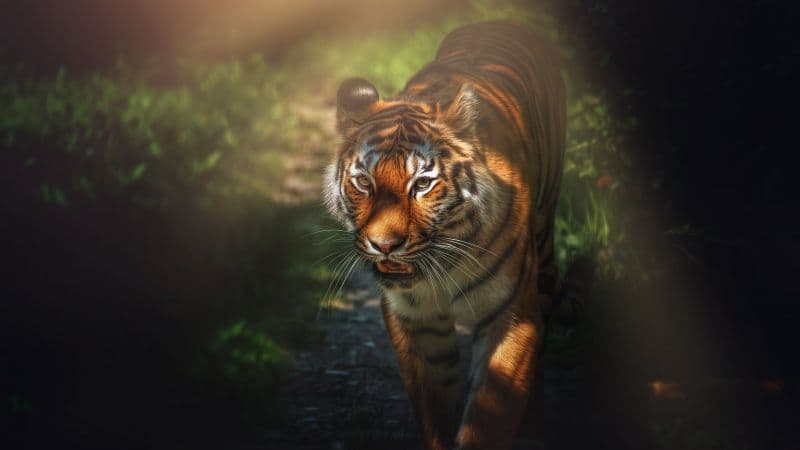 Tiger Wild animal Wallpaper