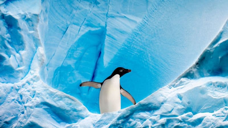Penguin Ice berg Wallpaper