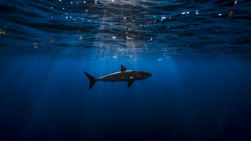 Great white shark Underwater Wallpaper