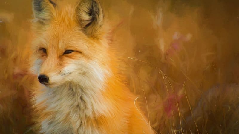 Fox Oil Painting Wallpaper
