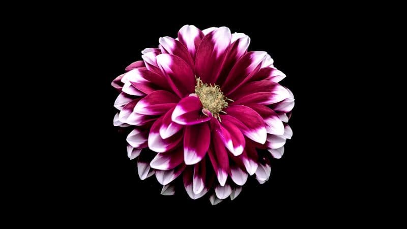 Dahlia flower Purple Red Wallpaper
