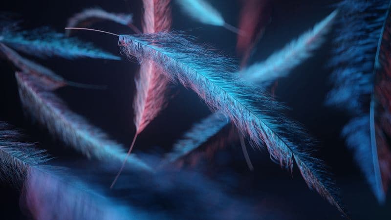 Feathers Macro Wallpaper