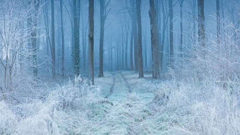 Snow covered Winter Forest Landscape Wallpaper