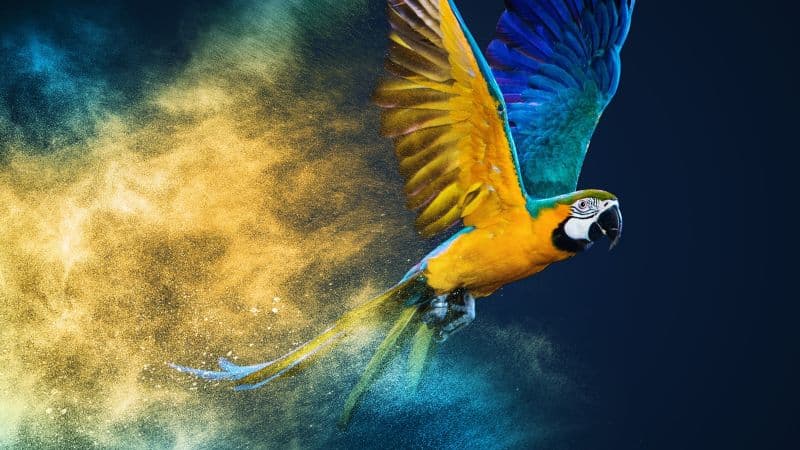 Blue-and-yellow macaw Colorful background Wallpaper