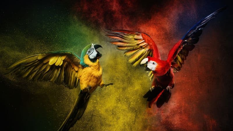 Blue-and-yellow macaw Scarlet macaw Wallpaper