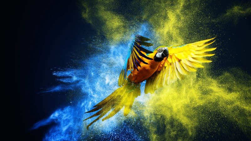 Blue-and-yellow macaw Macaw Wallpaper