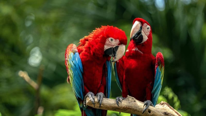 Macaw birds Couple Wallpaper