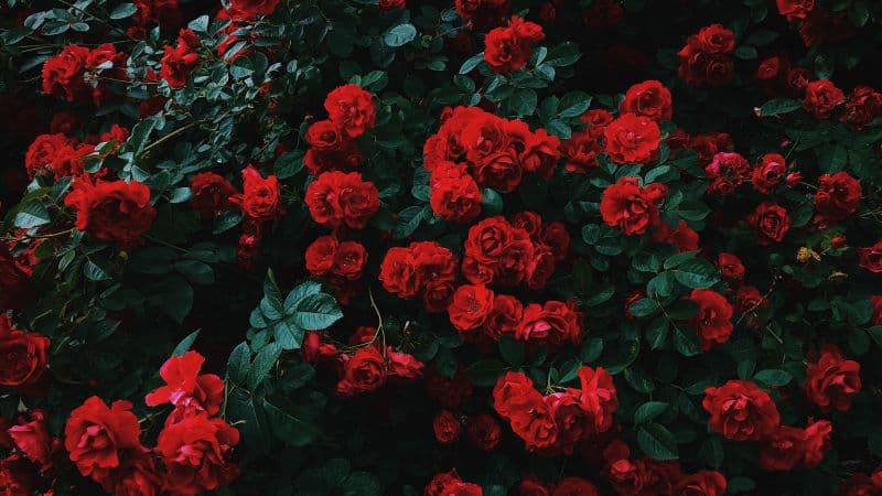 Garden roses Hybrid roses Wallpaper
