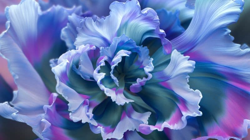 Floral Background Purple Flower Wallpaper