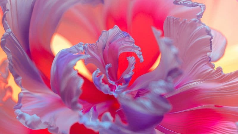 Purple Flower Floral Background Wallpaper