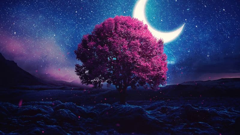Aesthetic Lone tree Wallpaper