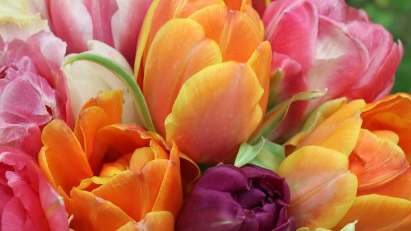 Tulips Colorful Wallpaper