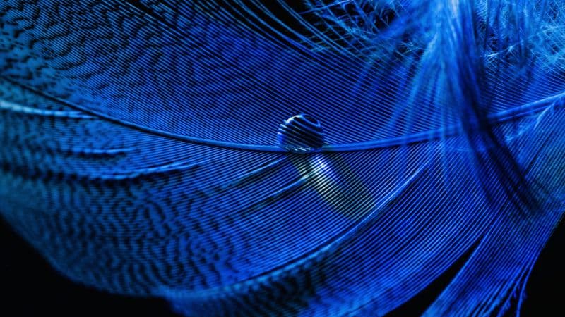 Blue Feather Macro Wallpaper